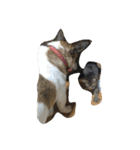 まつだ犬猫（個別スタンプ：27）