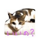 まつだ犬猫（個別スタンプ：29）