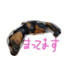 まつだ犬猫（個別スタンプ：36）