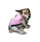 まつだ犬猫（個別スタンプ：38）