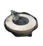 まつだ犬猫（個別スタンプ：40）