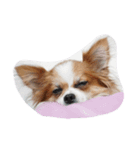 びーすけ（個別スタンプ：5）