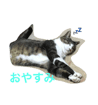 トラスタンプ（個別スタンプ：1）