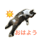 トラスタンプ（個別スタンプ：2）