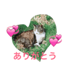 トラスタンプ（個別スタンプ：3）