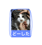トラスタンプ（個別スタンプ：8）