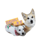 コーギーフクちゃん＆ジャックサチちゃん（個別スタンプ：1）