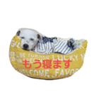 コーギーフクちゃん＆ジャックサチちゃん（個別スタンプ：2）