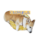 コーギーフクちゃん＆ジャックサチちゃん（個別スタンプ：4）