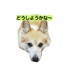 コーギーフクちゃん＆ジャックサチちゃん（個別スタンプ：5）