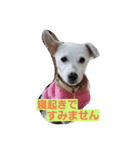 コーギーフクちゃん＆ジャックサチちゃん（個別スタンプ：12）
