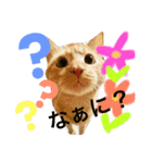 日常で使えるにゃんこスタンプ（個別スタンプ：5）