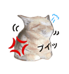日常で使えるにゃんこスタンプ（個別スタンプ：6）