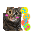 日常で使えるにゃんこスタンプ（個別スタンプ：8）