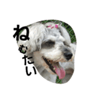 cocoa2.miniature schnauzer（個別スタンプ：1）