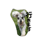 cocoa2.miniature schnauzer（個別スタンプ：2）