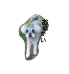 cocoa2.miniature schnauzer（個別スタンプ：3）