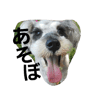 cocoa2.miniature schnauzer（個別スタンプ：4）