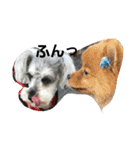 cocoa2.miniature schnauzer（個別スタンプ：5）