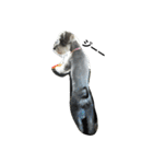 cocoa2.miniature schnauzer（個別スタンプ：6）