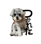 cocoa2.miniature schnauzer（個別スタンプ：7）