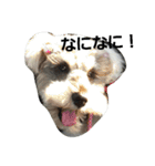 cocoa2.miniature schnauzer（個別スタンプ：8）