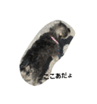 cocoa2.miniature schnauzer（個別スタンプ：9）