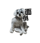cocoa2.miniature schnauzer（個別スタンプ：10）