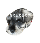 cocoa2.miniature schnauzer（個別スタンプ：11）