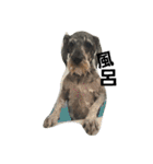 cocoa2.miniature schnauzer（個別スタンプ：12）