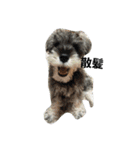 cocoa2.miniature schnauzer（個別スタンプ：14）