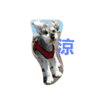 cocoa2.miniature schnauzer（個別スタンプ：15）