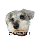 cocoa2.miniature schnauzer（個別スタンプ：16）