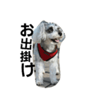 cocoa2.miniature schnauzer（個別スタンプ：17）