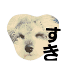 cocoa2.miniature schnauzer（個別スタンプ：18）