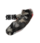 cocoa2.miniature schnauzer（個別スタンプ：19）