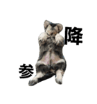 cocoa2.miniature schnauzer（個別スタンプ：21）