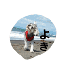 cocoa2.miniature schnauzer（個別スタンプ：22）