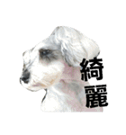 cocoa2.miniature schnauzer（個別スタンプ：23）