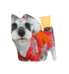 cocoa2.miniature schnauzer（個別スタンプ：26）