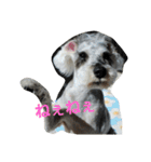 cocoa2.miniature schnauzer（個別スタンプ：27）