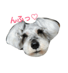 cocoa2.miniature schnauzer（個別スタンプ：28）