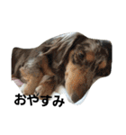 cocoa2.miniature schnauzer（個別スタンプ：29）