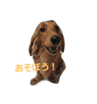 cocoa2.miniature schnauzer（個別スタンプ：30）
