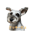 cocoa2.miniature schnauzer（個別スタンプ：32）