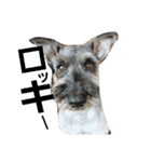 cocoa2.miniature schnauzer（個別スタンプ：33）