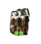 cocoa2.miniature schnauzer（個別スタンプ：34）