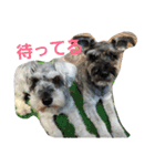 cocoa2.miniature schnauzer（個別スタンプ：35）