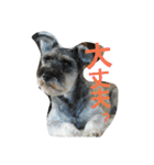 cocoa2.miniature schnauzer（個別スタンプ：36）