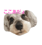 cocoa2.miniature schnauzer（個別スタンプ：38）